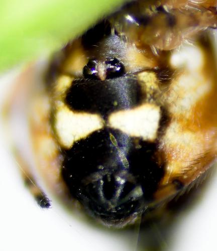 Réf. 203 548 : Cyclosa conica